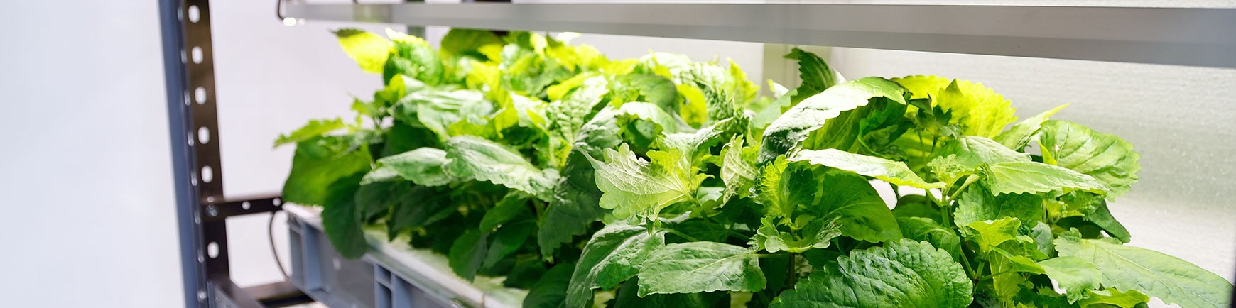 HydroGarden NZ Delivery Information | Fast & Reliable Shipping Banner